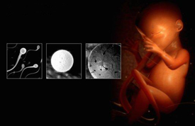 Embryo Stages