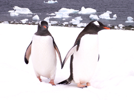 Penguin Pair