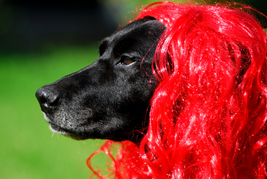 Red Headed Dog